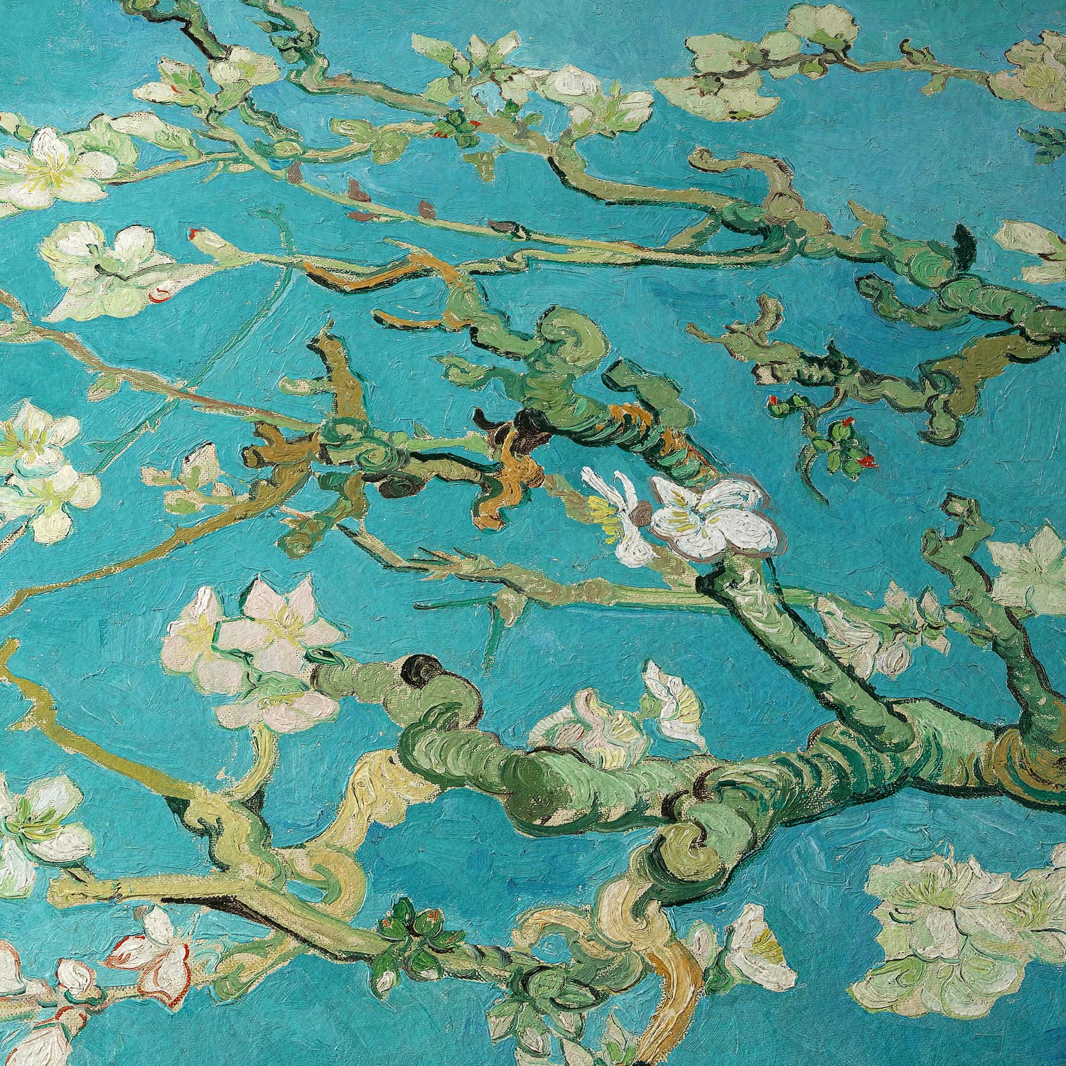 Almendros en flor