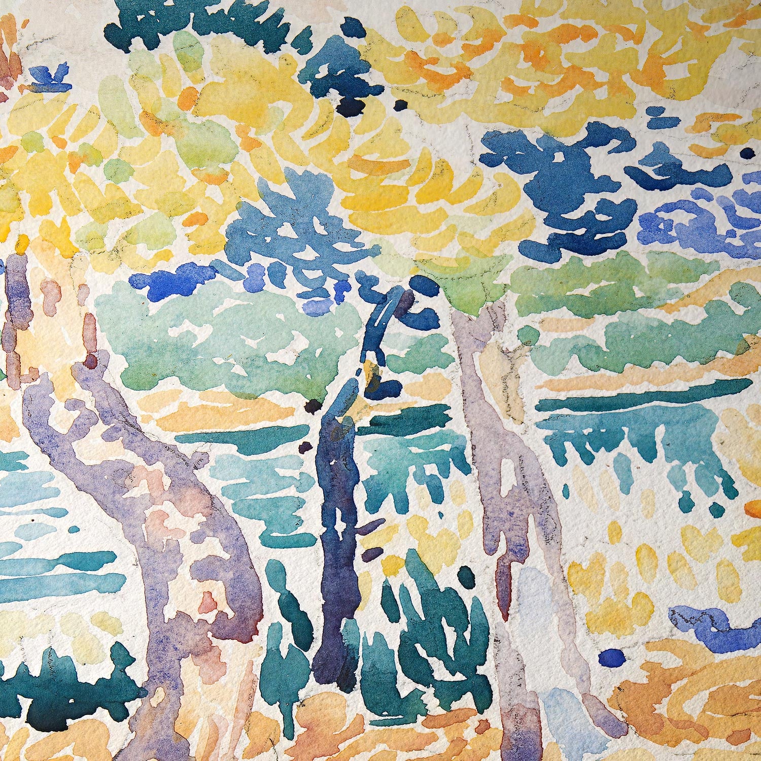 Pinos en la costa
