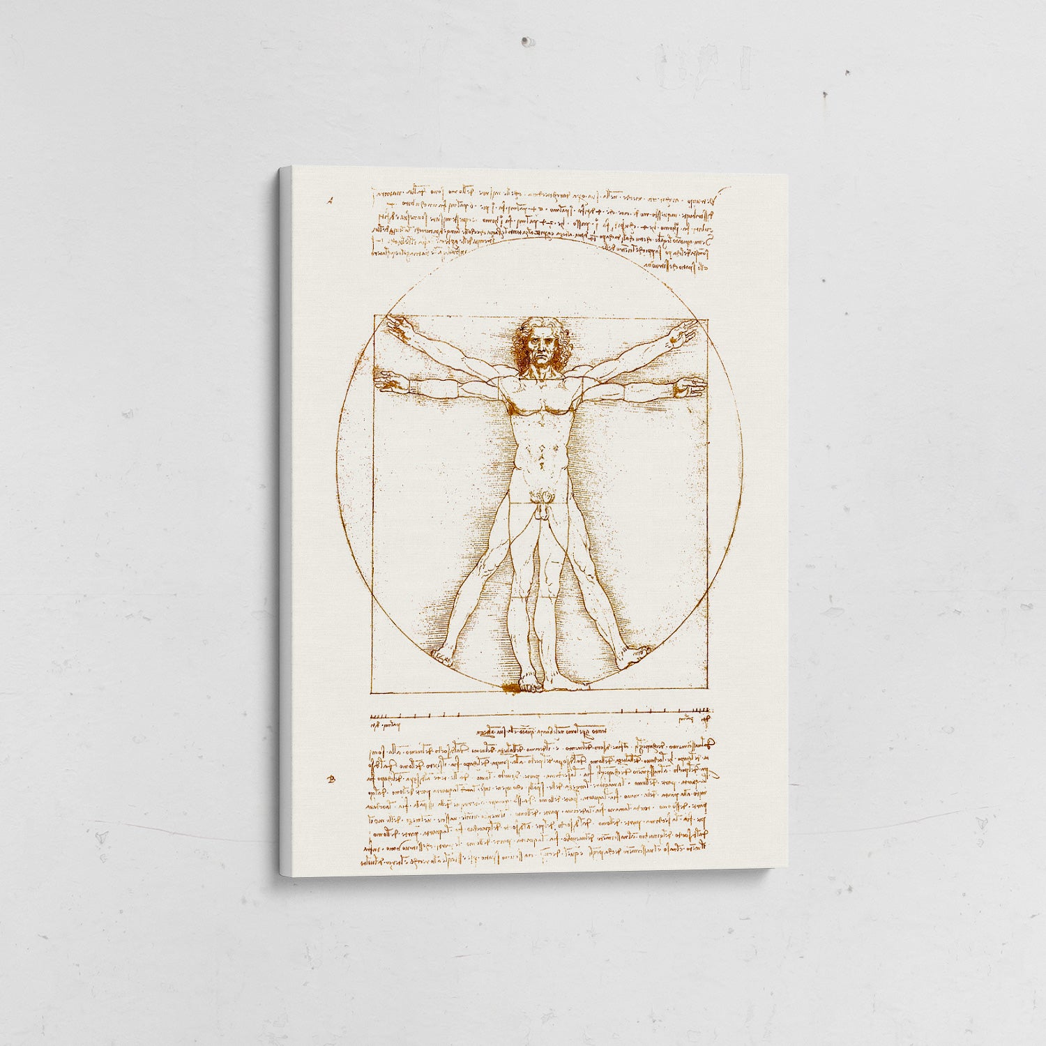 hombre de vitruvio da vinci canvas