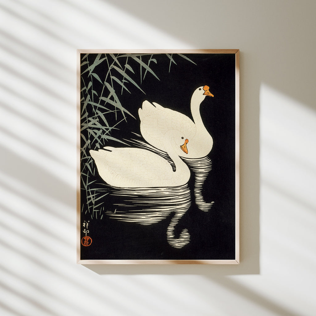 gansos blancos nadando entre juncos koson